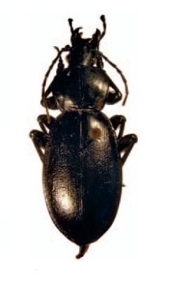 File:Carabus piochardi.JPG