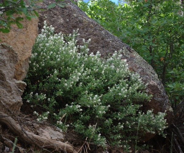 File:Ceanothus fendleri habit1.jpg