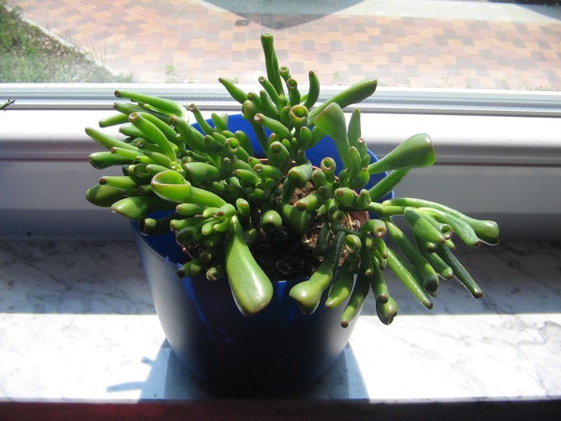 File:Crassula ovata Gollum.jpg