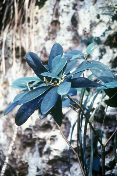 File:Daphnopsis hellerana.jpg