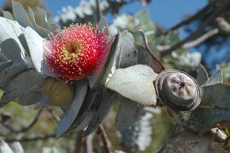 File:Eucalyptus rhodantha flower.jpg