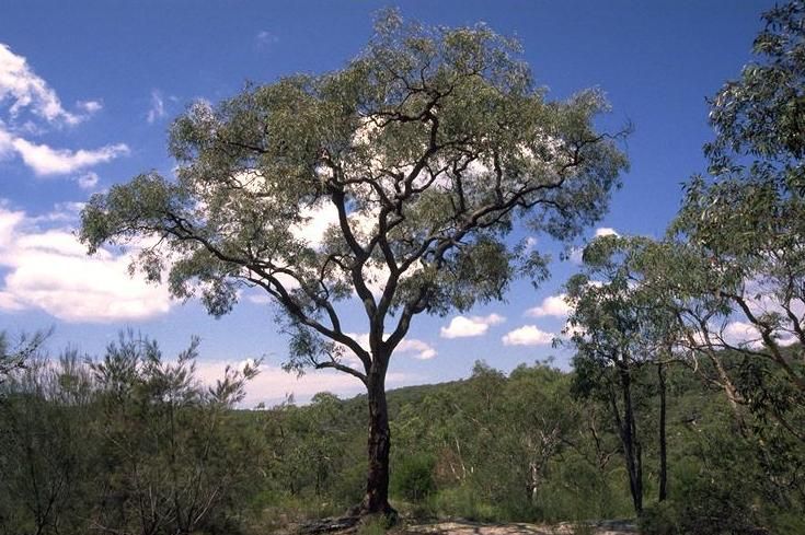 File:Eucalyptus squamosa.jpg