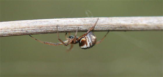 File:Female Frontinella pyramitela.jpg