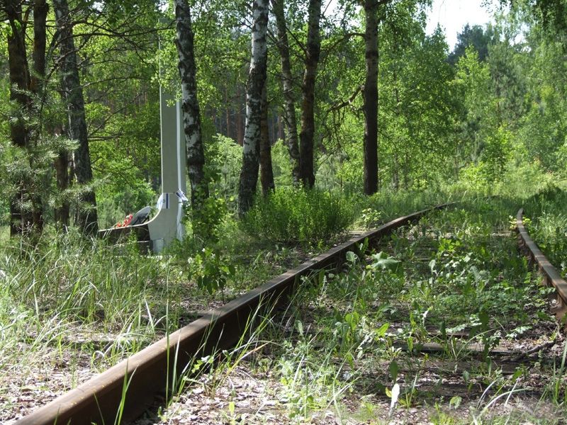 File:Forest, Bronnaya Gora, Belarus.jpg