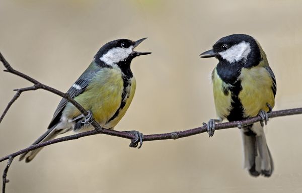 File:GreatTit002.jpg