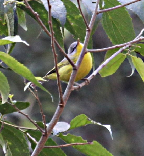 File:Grey-hooded Warbler.JPG