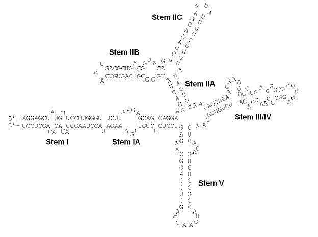 File:HIVRRE SecondaryStructure.png