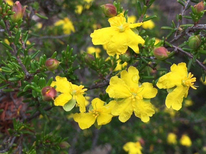 File:Hibbertia ericifolia.jpg