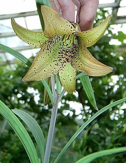 File:Lilium bakerianum.jpg