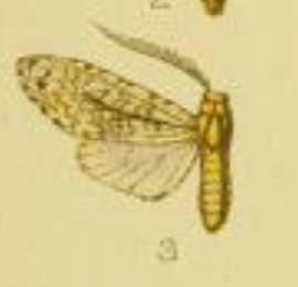 File:Lophocampa maroniensis.png