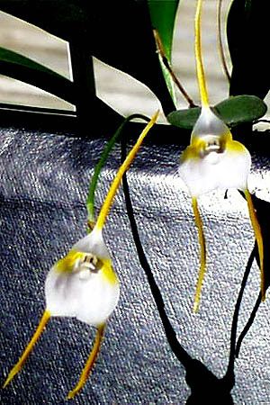 File:Masdevallia-mejiana.jpg