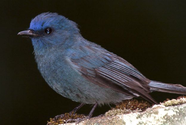 File:NilgiriFlycatcher PrasadBR.jpg