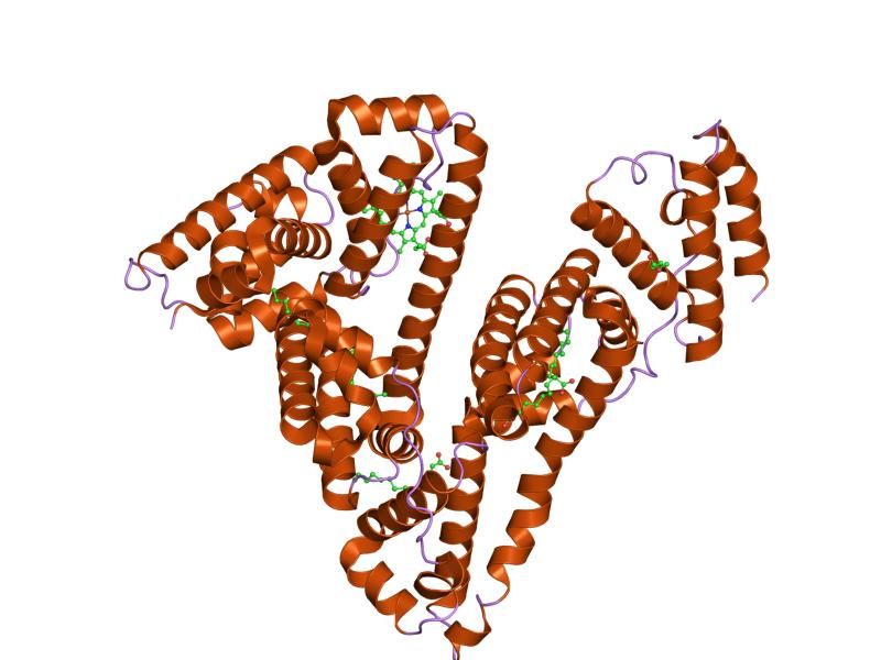 File:PDB 1o9x EBI.jpg