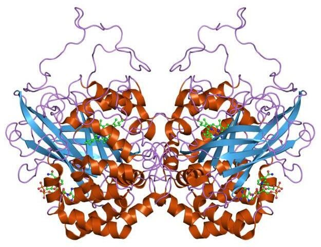 File:PDB 7cat EBI.jpg