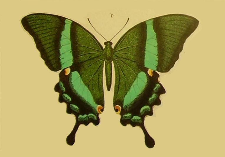 File:Papiliodaedalusfelder.jpg