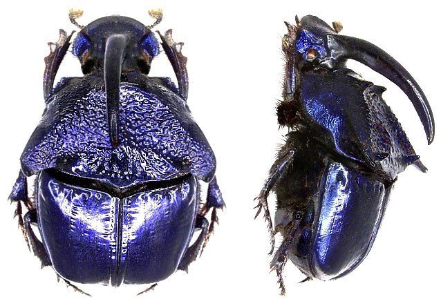 File:Phanaeus quadridens quadridens Say, 1835 male (3748801891).jpg