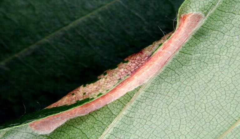 File:Phyllonorycter maestingella damage2.jpg