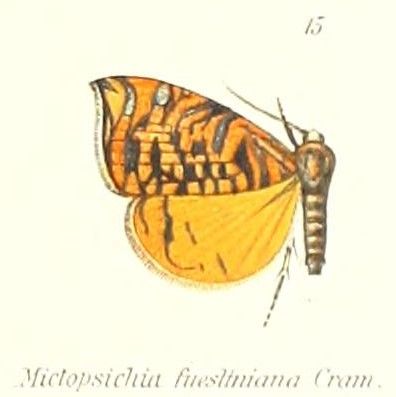 File:Pl.1-15-Rubropsichia fuesliniana (Stoll, 1781) (Mictopsichia).jpg