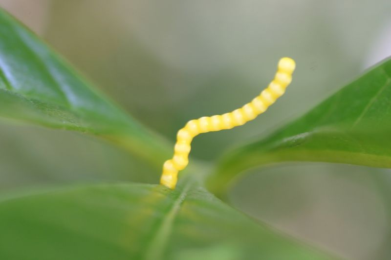 File:Praveen J - Malabar Banded Swallowtail -Eggs.jpg