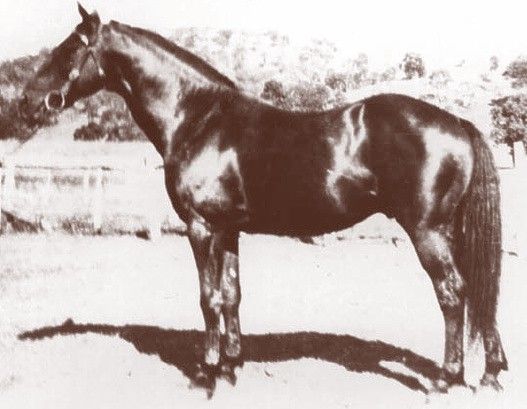 File:Radium (stock horse).jpg