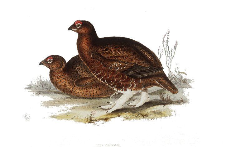 File:Red Grouse.jpg