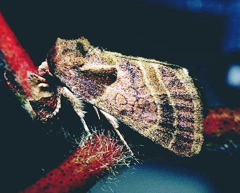 File:Red bollworm moth.jpg