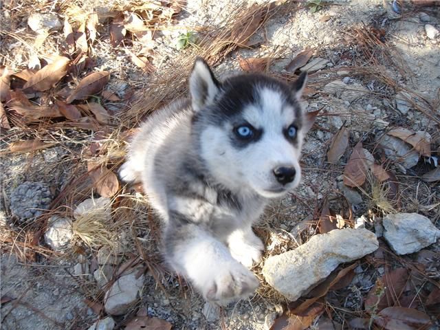 File:Siberian Husky blue eyes (1).jpg