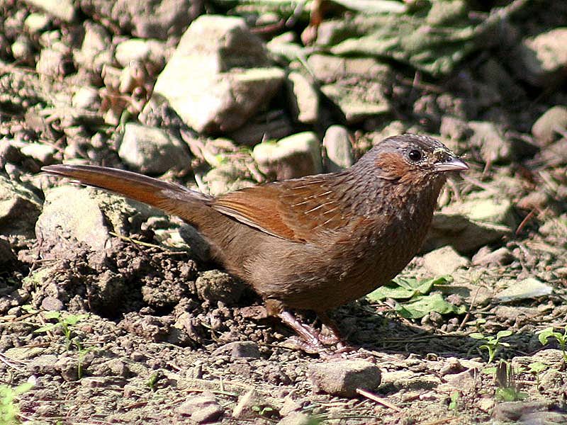 File:Streaked Laughingthrush I IMG 3892.jpg