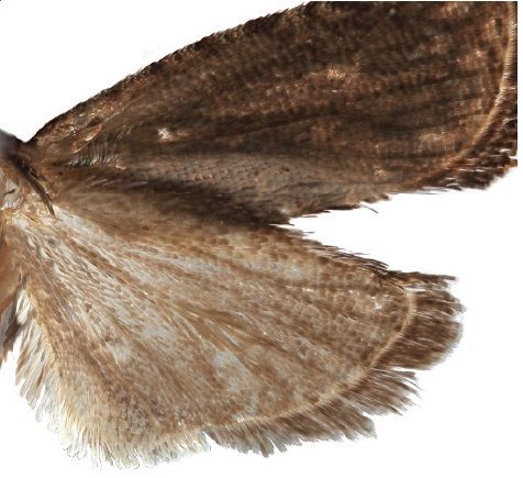 File:Thaumatovalva limbata underside.jpg