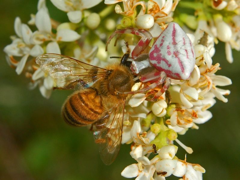 File:Thomisidae - Thomisus onustus-1.JPG