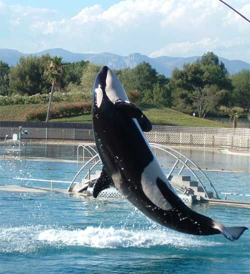 File:Trainable-orca.jpg