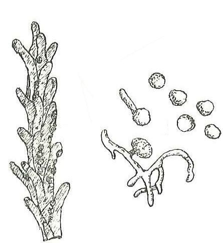 File:Ustilago tritici.jpg