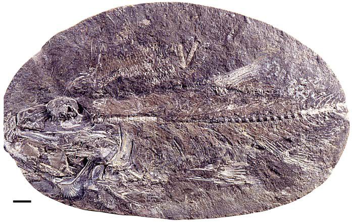 File:Varasichthys ariasi.jpg