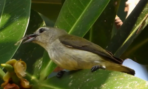 File:Andaman Flowerpecer.png