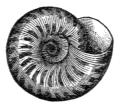 File:Anguispira alternata shell 3.jpg