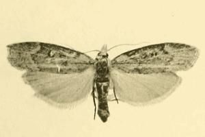 File:Aphomia curvicostella.JPG