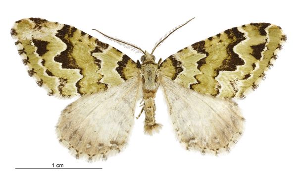 File:Asaphodes adonis male.jpg