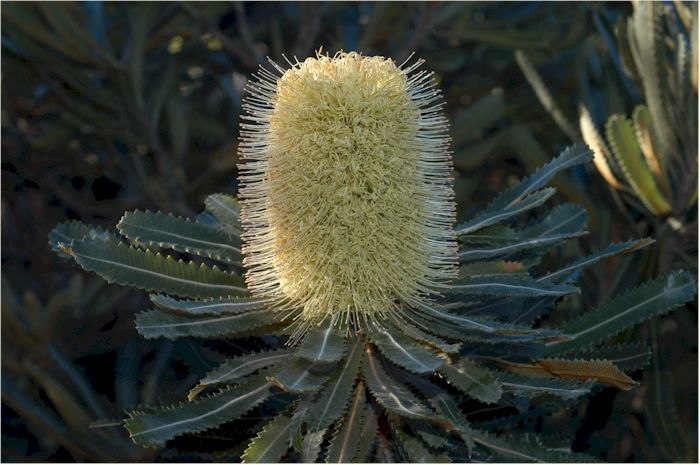 File:Banksia aemula bombimoors.jpg