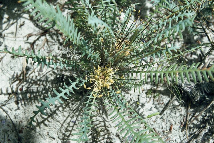 File:Banksia nana.jpg