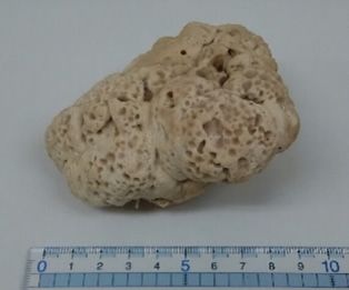 File:Basidiomycetesx-1.jpg