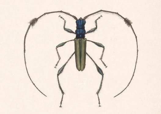 File:Biologia Centrali-Americana - Cosmisoma martyra.jpg