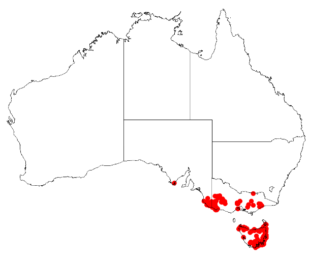 File:Boronia pilosaDistMap91.png