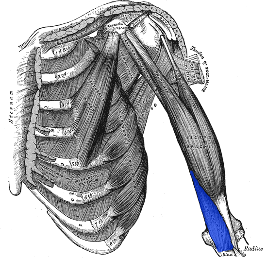 File:Brachialis.png