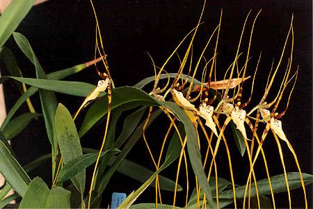 File:Brassia arcuigera.jpg