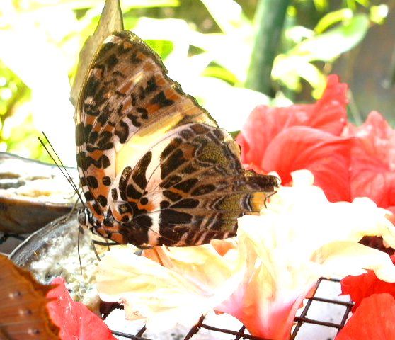 File:Brown speckled butterfly KL.jpg