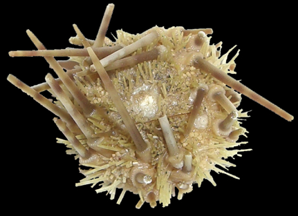 File:Caenopedina mirabilis.png