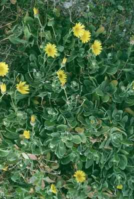 File:Calendula maritima.jpg