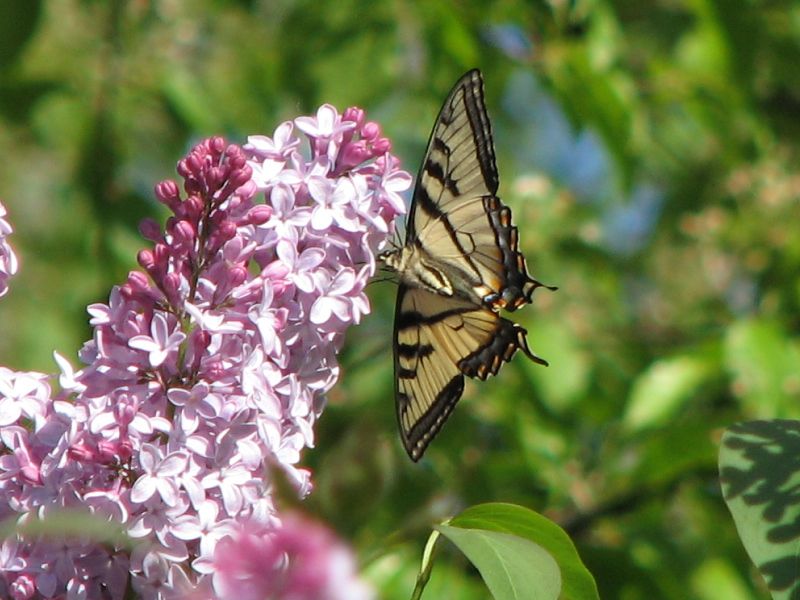 File:CanadianTigerSwallowtail.underside.jpg