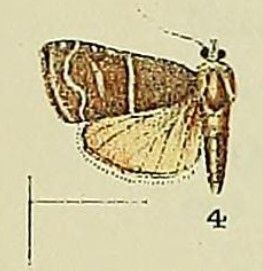 File:Cybalomia albilinealis.jpg