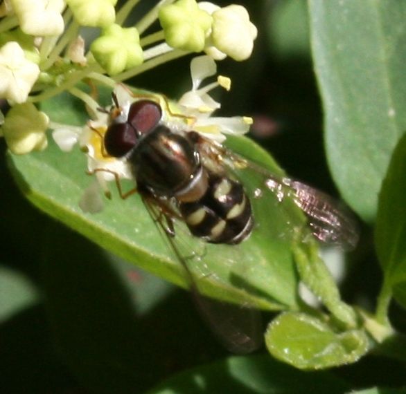 File:Dasysyrphus creper (male)2.JPG